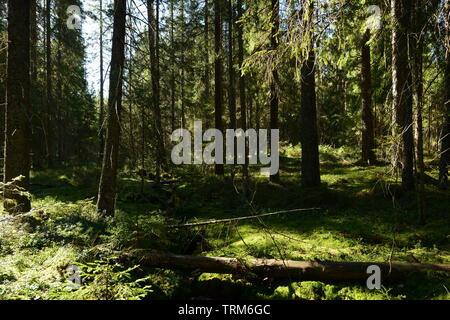 Alti alberi di abeti lungo un flusso di foresta di luce e ombre su un verde muschio Foto Stock