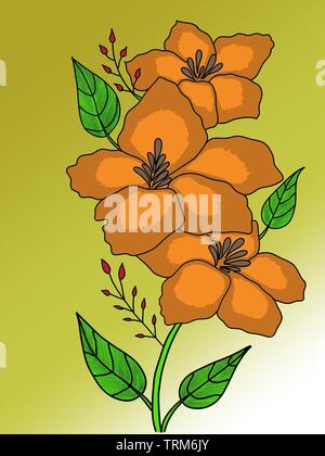 Arancio fiori di ibisco Foto Stock
