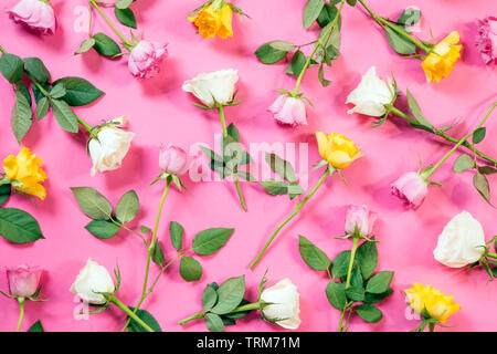Rose colorate su sfondo rosa Foto Stock