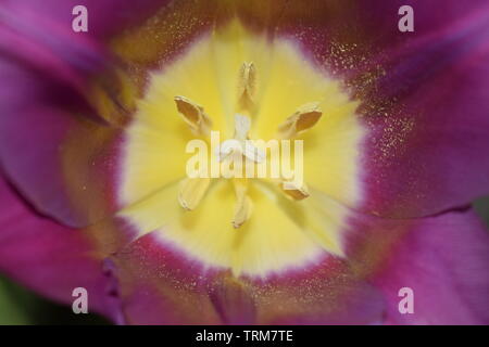 Macro di un viola tulip (Tulipa) con pistillo giallo e blu scuro stami formando un triangolo regolare con alone bianco effetto interno e gara viola b Foto Stock