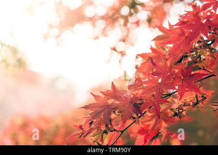 Rosso di foglie di acero in autunno con la luce del sole sullo sfondo Foto Stock