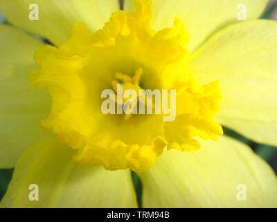 Incredibile Grande giallo Daffodil fiore di narciso o sotto la luce diretta del sole su sfondo verde. Macro. Fiori di Primavera. Foto Stock