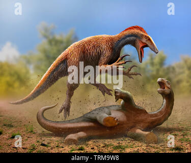 Australovenator caccia un baby Diamantinasaurus Foto Stock
