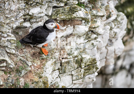 Puffini, Bempton Cliffs, Yorkshire, Inghilterra Foto Stock