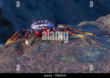 Eine rote Klippenkrabbe an der Küste von Gran Canaria Foto Stock