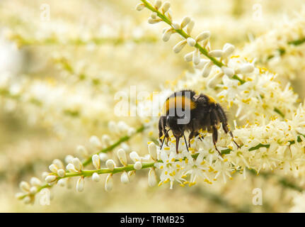 Un'ape utilizza la proboscide di festa il polline e il nettare dai fiori panicle di cordyline australis, in un giardino di Devon. Foto Stock