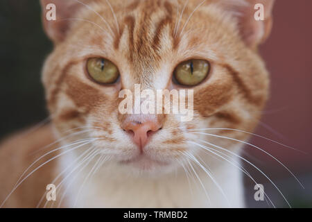 Clever colore rosso gatto ritratto e closeup naso Foto Stock