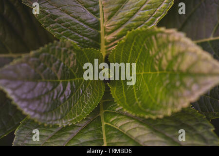 Foglie giovani con sfocate toni di verde naturale sfondo verde delle foglie giovani piante frondose closeup, ecologia, fresco di sfondo Foto Stock
