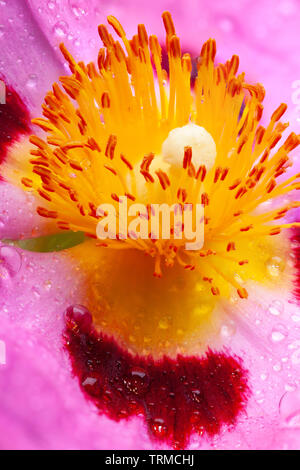 Cisto stame flower super macro close up. Bel giallo e rosa dettagliato impianto ad umido Foto Stock