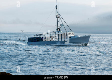 White lobster boat testa fuori per impostare trap con appannato in istrice isole in background. Ci sono anche i gabbiani volare intorno alla barca. Foto Stock