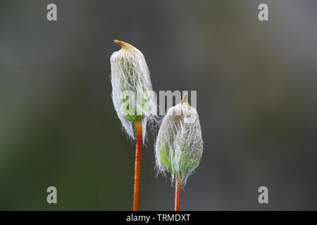 Le capsule di spore o sporangia di Polytrichum juniperinum, comunemente noto come il ginepro haircap o ginepro polytrichum moss Foto Stock