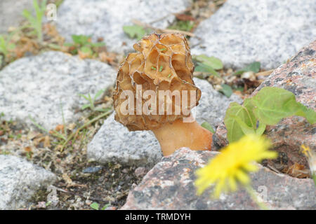 Morchella esculenta, comunemente noto come comuni morel, Morel, giallo morel, vero morel, Morel, funghi e spugna morel Foto Stock
