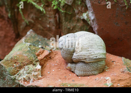 Helix pomatia, comunemente noto come il romano lumaca, Borgogna, lumaca lumaca commestibili o escargot Foto Stock