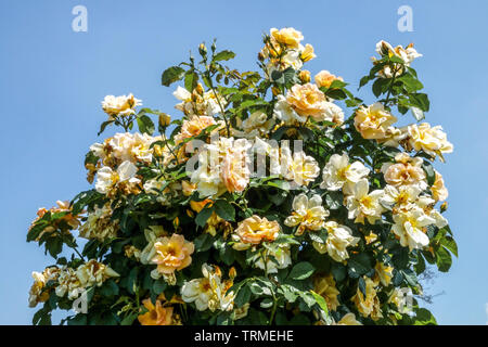 Rosa ad arbusto, Rosa 'Maigold' Foto Stock
