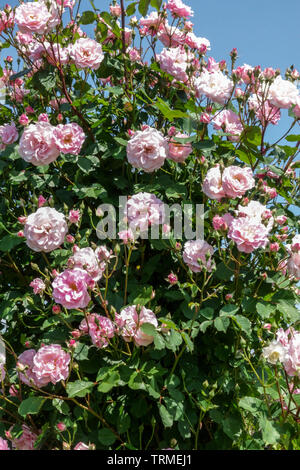 Un arbusto di rose rosse, rosa "Indra' Foto Stock