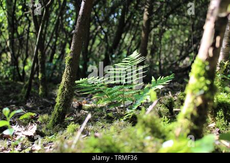 La felce nel bosco Foto Stock