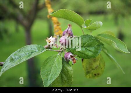 Germogli di Apple Foto Stock