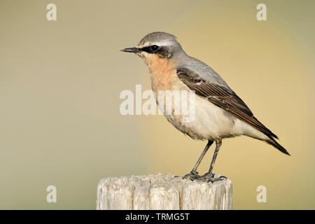 Culbianco / Steinschmätzer ( Oenanthe oenanthe ), maschio adulto, arroccato su di un palo da recinzione, shot dettagliati, la fauna selvatica, l'Europa. Foto Stock