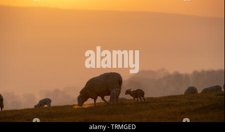 Pecore stagliano sunrise in Wensleydale, North Yorkshire, Regno Unito. Foto Stock