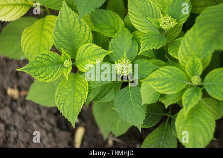 Ortensia fiore bush nel giardino, vicino fino Foto Stock