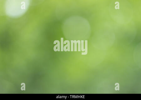 Luce sfocata attraverso il verde di foglie di albero Foto Stock