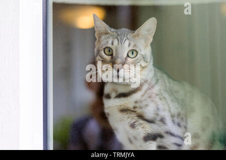 Maschio di Gatto bengala seduta nella finestra guardando fuori attraverso il vetro Foto Stock