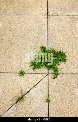 Close up indesiderata crescita di erbaccia tra lastre di patio Foto Stock