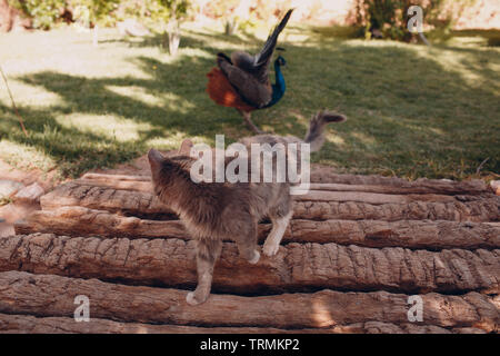 Gatto e peacock passeggiata nel parco Foto Stock