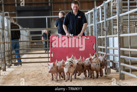 Drover spostando un pacco di suinetti slattati ad una asta di bestiame mart. Cumbria, Regno Unito. Foto Stock