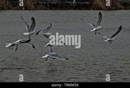 Anello-fatturati i gabbiani in volo, Lindsey città pubblico Parco Lago di pesca, Canyon, Texas. Foto Stock