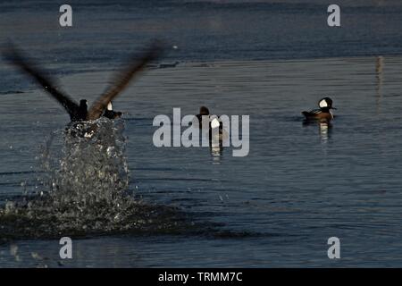 Canada Goose di prendere il volo su Piccolo Gregge di incappucciati Mergansers, Lindsey pubblico Parco Lago di pesca, Canyon, Texas. Foto Stock