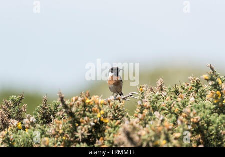 Arroccato Stonechat maschio (Saxicola torquata) Foto Stock