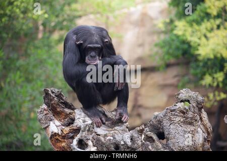 Uno scimpanzé in cattività guardando molto depresso. L'animale non è chiaramente felice Foto Stock