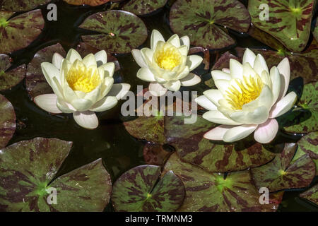 Fiore di giglio d'acqua, fiori gialli bianchi Nymphaea alba piccolo laghetto giardino Foto Stock