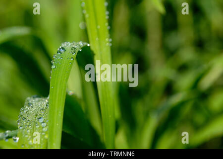 Tutti in verde: bel verde primavera erba nel sole del mattino con le gocce di pioggia sulle foglie Foto Stock