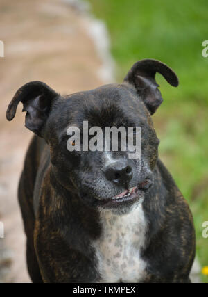 Il Pet Staffordshire Bull Terrier cane winking e facendo un divertente faccia nel giardino di casa sua Foto Stock