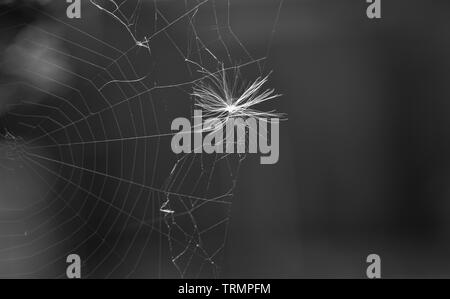 Monocromatico o foto in bianco e nero di un bianco luminoso con seme di tarassaco intrappolato in un web ragni di notte Foto Stock