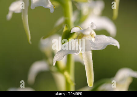 Maggiore butterfly orchid (Platanthera chlorantha) in fiore sulla collina Wolstonbury, South Downs - West Sussex, Regno Unito Foto Stock