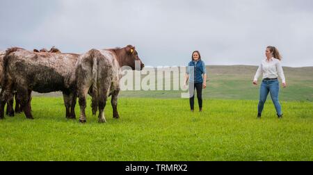 Gli agricoltori sulle Isole Shetland foto Copyright Chris Watt Tel - 07887 554 193 info@chriswatt.com www.chriswatt.com Foto Stock