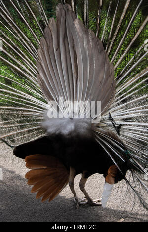 Peacock con piume diffusione Foto Stock