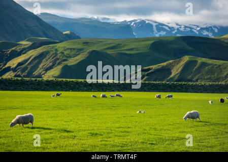 Paesaggio islandese con vibrante verdi colline e la campagna di pecore al pascolo, nel tardo pomeriggio luci nelle highlands, Islanda Foto Stock