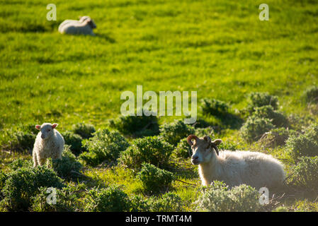 Paesaggio islandese con vibrante verdi colline e la campagna di pecore al pascolo, nel tardo pomeriggio luci nelle highlands, Islanda Foto Stock