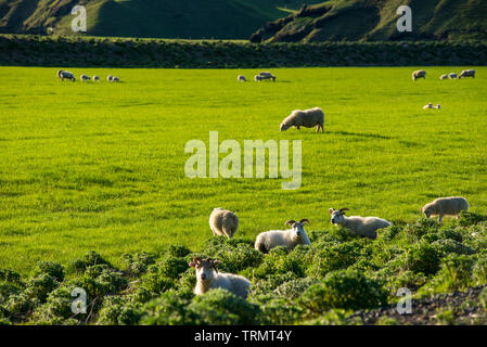 Paesaggio islandese con vibrante verdi colline e la campagna di pecore al pascolo, nel tardo pomeriggio luci nelle highlands, Islanda Foto Stock