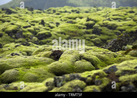 Eldhraun campo di lava, il flusso e la cresta ricoperta di muschio verde in Islanda Foto Stock