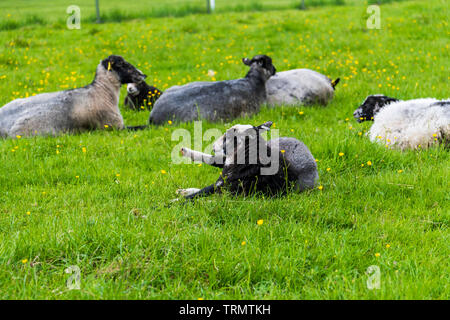 Una pecora nera si trova in basso in un campo in Svezia Foto Stock