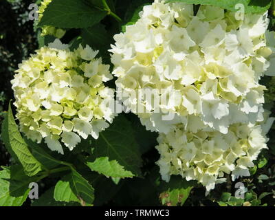 Close-up di tre grandi, blowsy fiore-capi in piena fioritura su questo white hydrangea Foto Stock