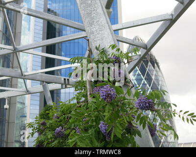 Vista dai tetti a "Il Giardino", 120 Fenchurch Street guardando verso il cetriolino e grattacieli vicini Foto Stock