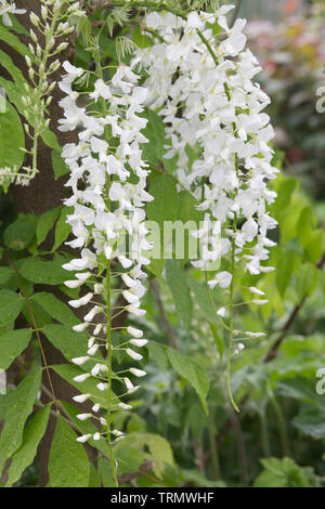 Bianco glicine giapponese Foto Stock