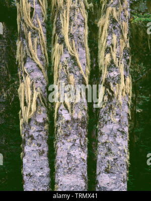 Stati Uniti d'America, Washington, Gifford Pinchot Nat. Foresta, Indian cielo deserto lichene giallo chiamato uomo vecchio con la barba che cresce su tronchi di Pacific abete bianco. Foto Stock