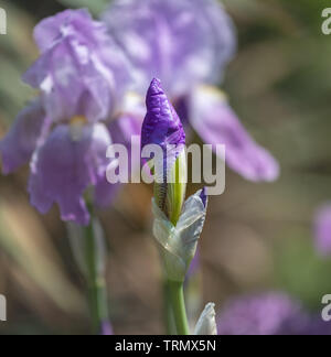 Outdoor macro di fiori di un singolo isolato blue violet iris bud sul naturale sfondo sfocato su una soleggiata giornata di primavera Foto Stock